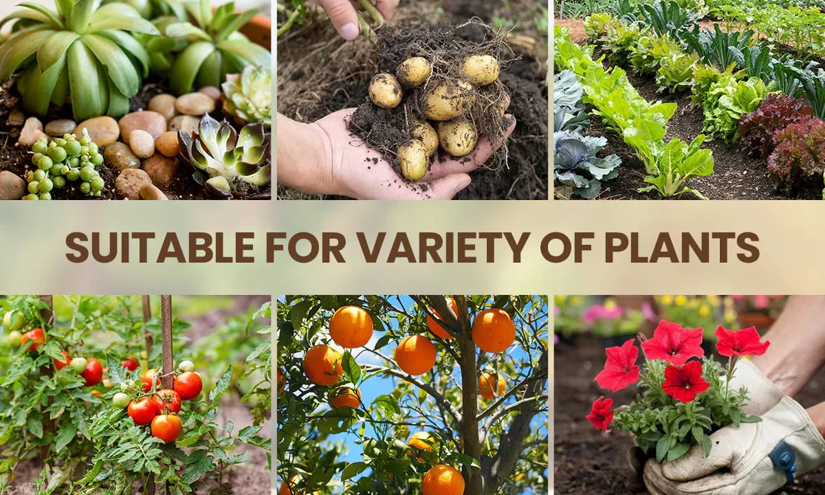 Soil Activator: Plants' Best Friend - Rejuvenate Your Plants