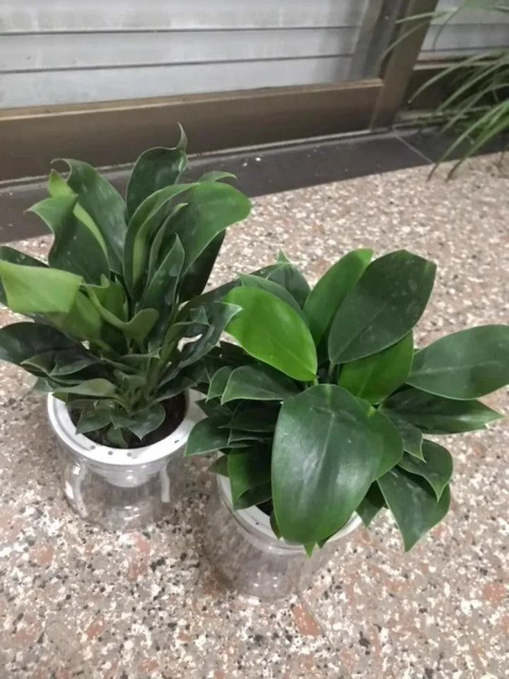 【 Lung Nourishing Drug King 】 Golden Diamond Green Plant