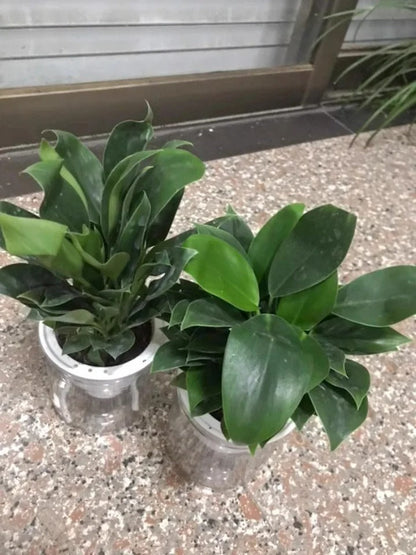 【 Lung Nourishing Drug King 】 Golden Diamond Green Plant