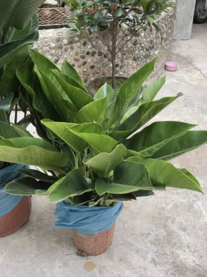 【 Lung Nourishing Drug King 】 Golden Diamond Green Plant