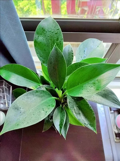 【 Lung Nourishing Drug King 】 Golden Diamond Green Plant