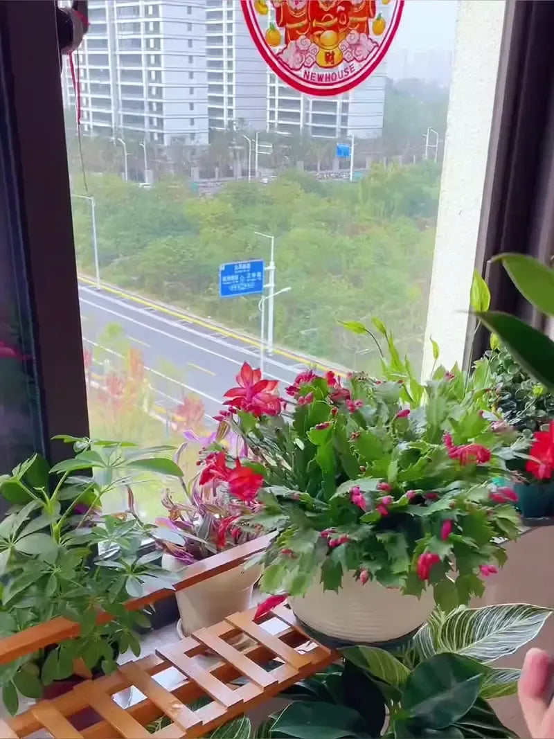 【 Lung Nourishing Drug King 】 Golden Diamond Green Plant